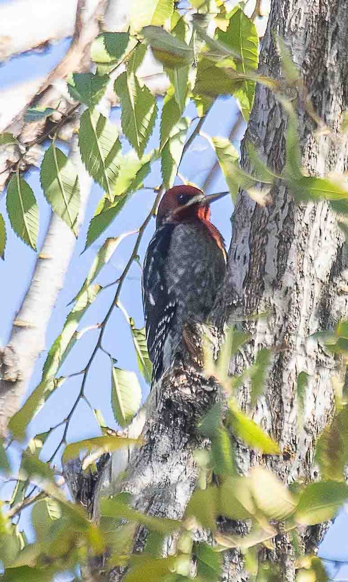 Feuerkopf-Saftlecker - ML647224600