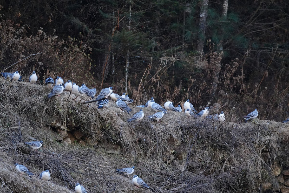 Голуб білоспинний - ML647224603