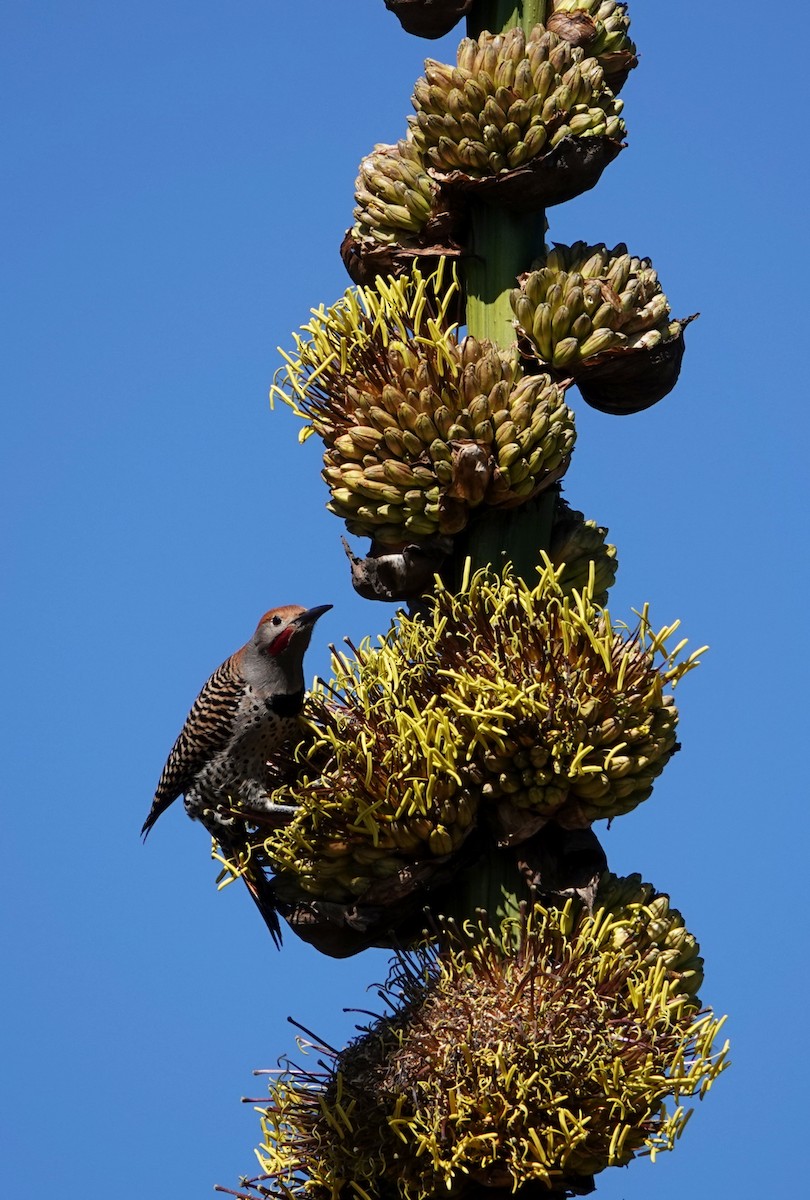 Guatemalan Flicker - ML647224605