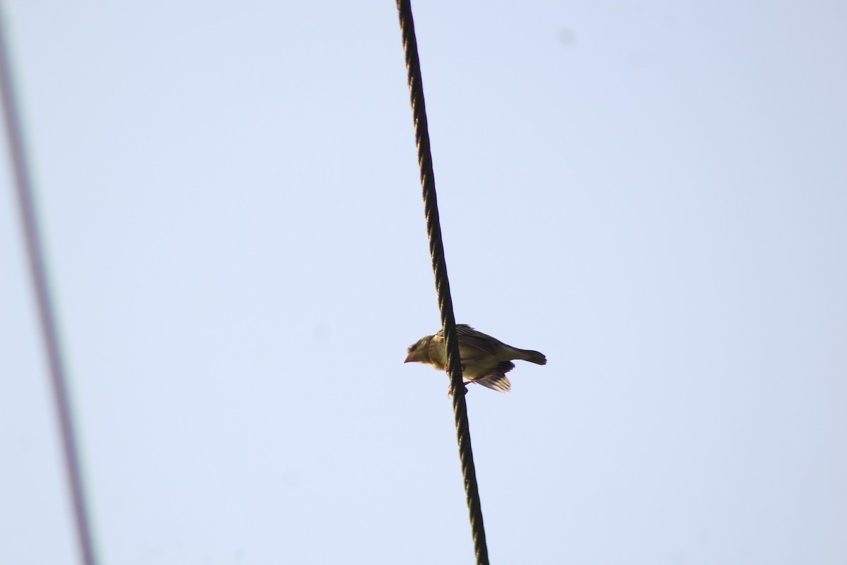 Baya Weaver - ML647224606