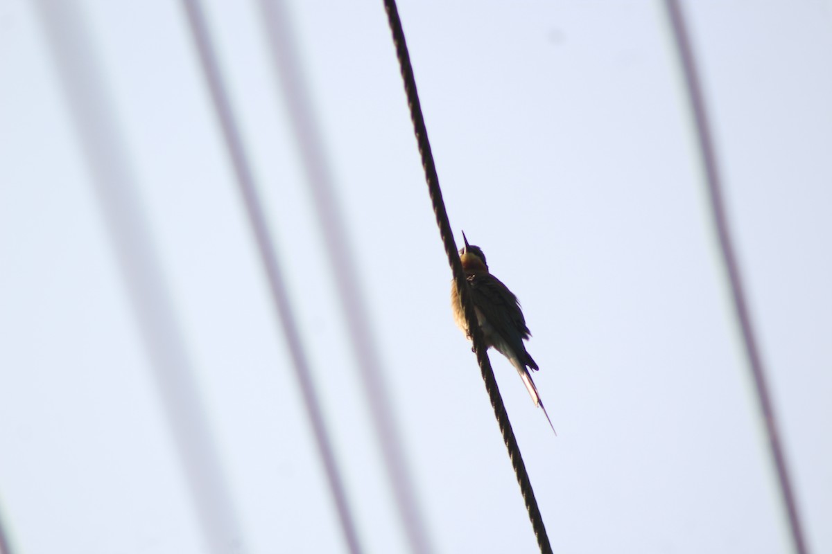 Asian Green Bee-eater - ML647224612