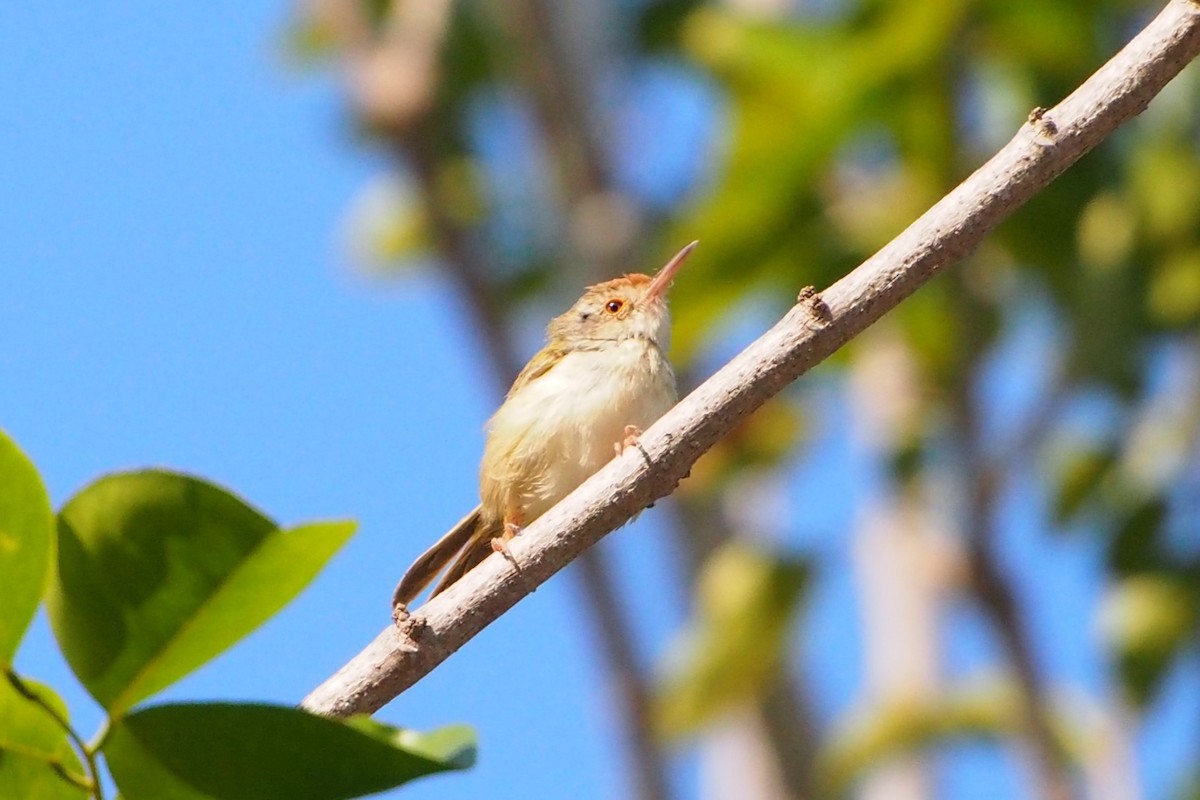 Common Tailorbird - ML647224617