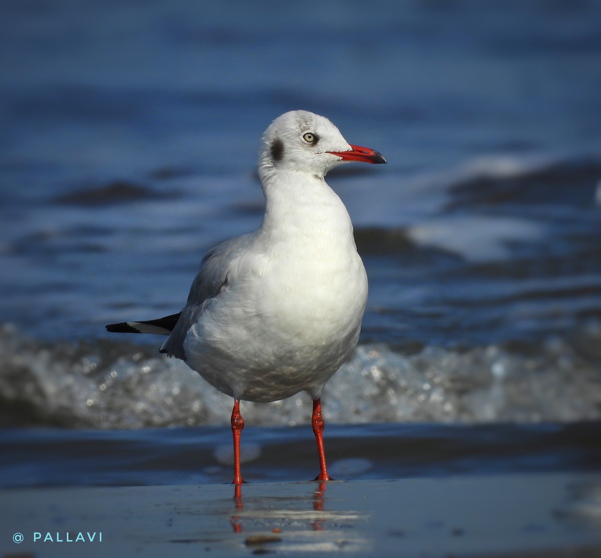Буроголовая чайка - ML647224625