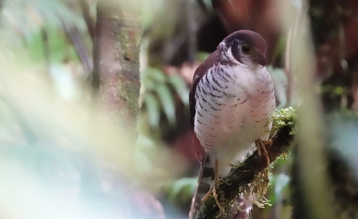 Barred Forest-Falcon - ML647224631