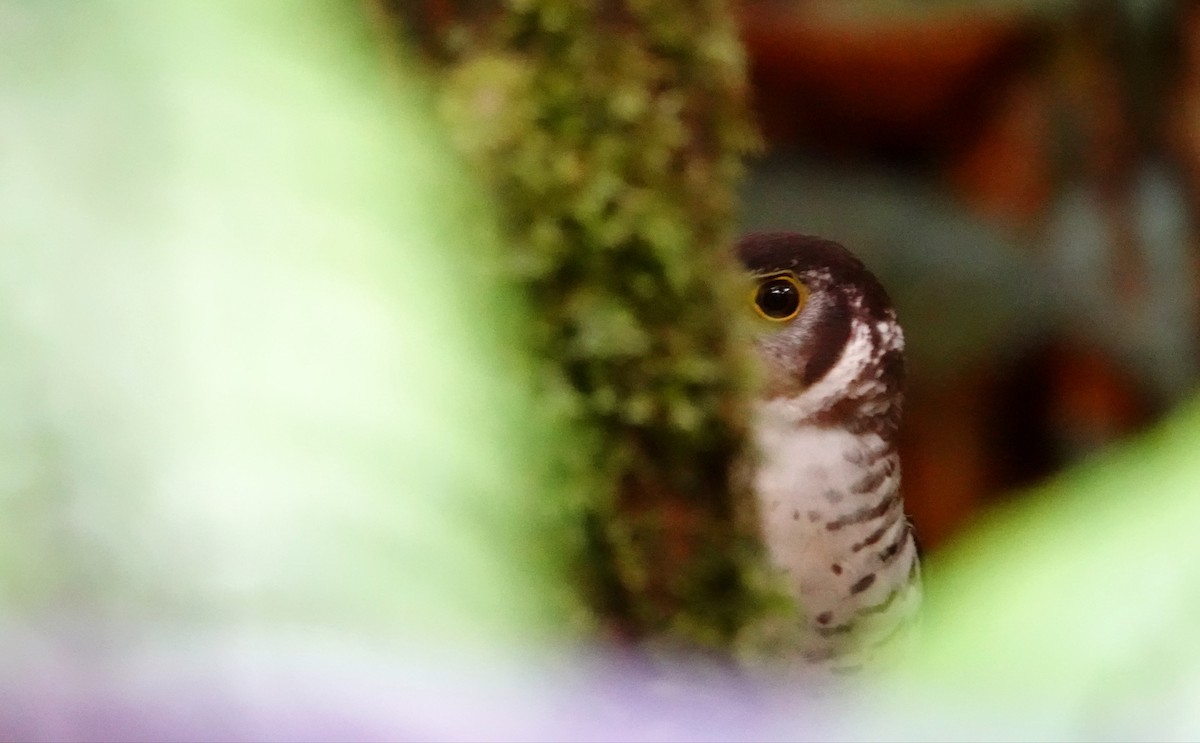 Barred Forest-Falcon - ML647224632