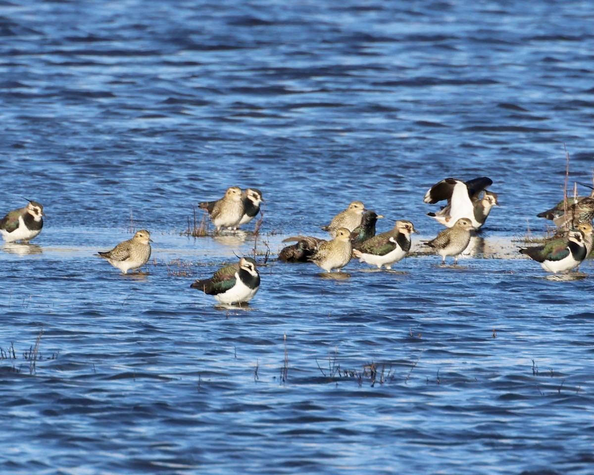 Сивка звичайна - ML647224652