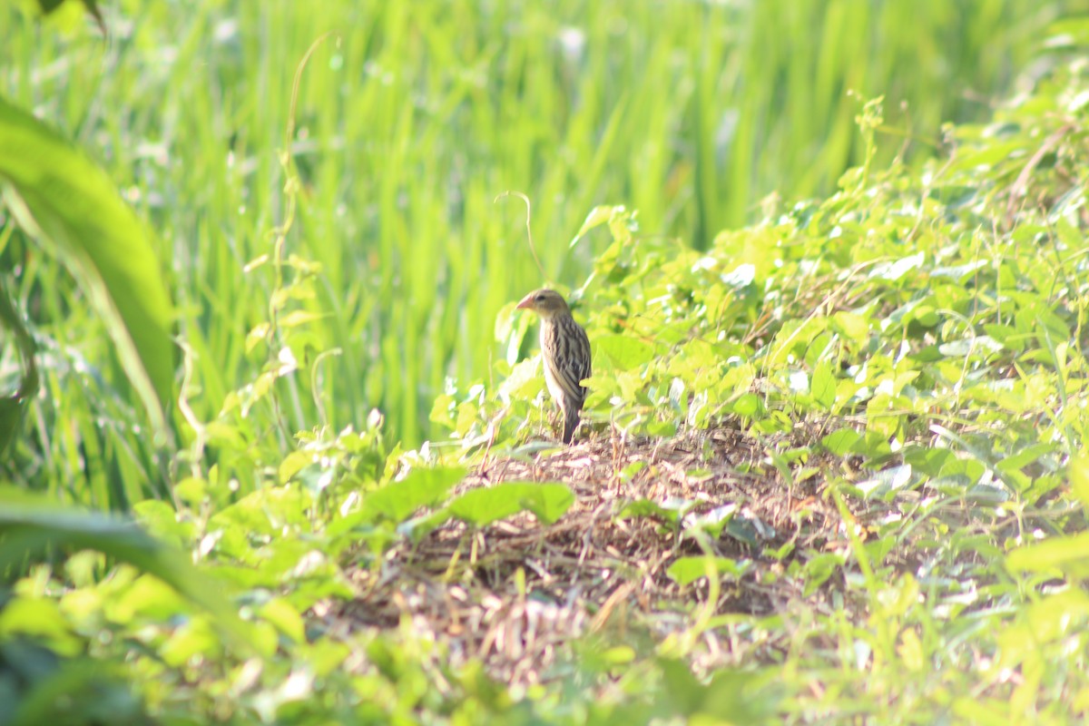 Baya Weaver - ML647224653