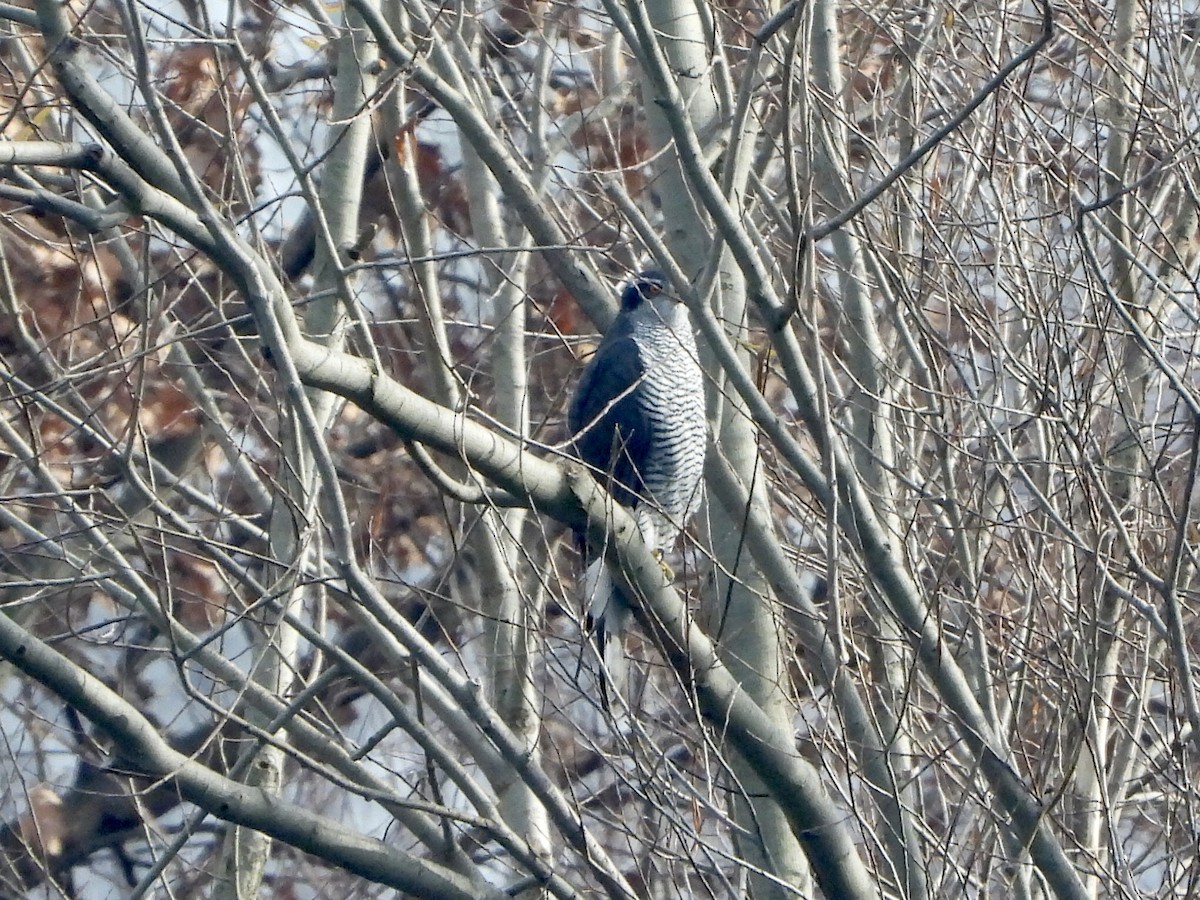 Тетеревятник - ML647224658