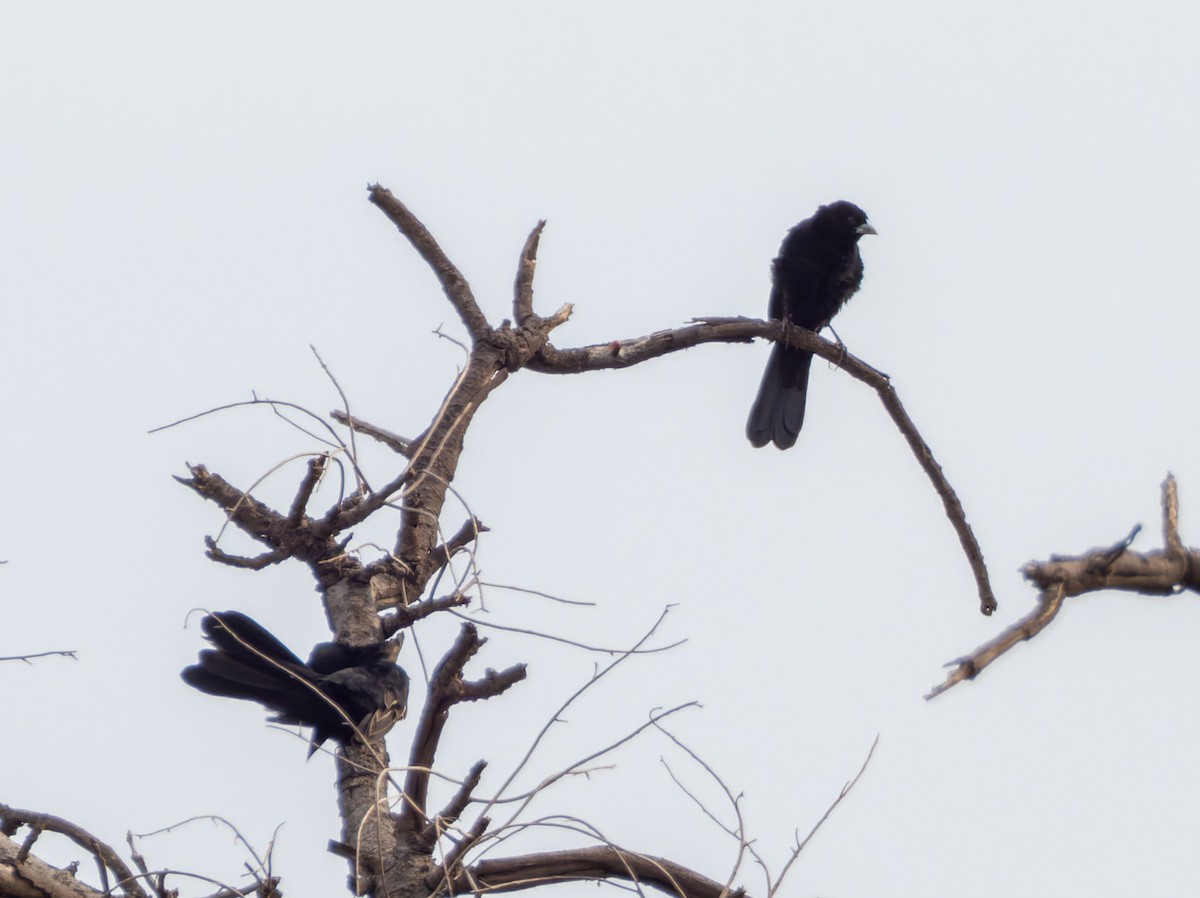 White-winged Widowbird - ML647224660