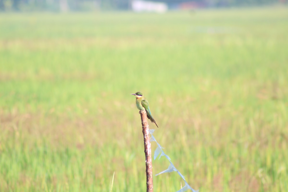 Blue-tailed Bee-eater - ML647224665