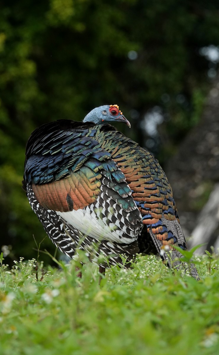 Ocellated Turkey - ML647224682