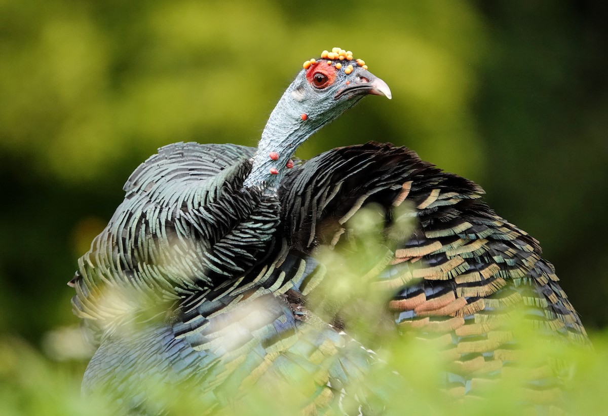 Ocellated Turkey - ML647224683