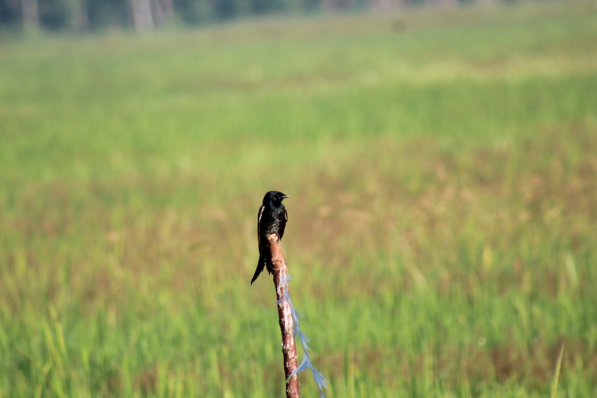 Black Drongo - ML647224684