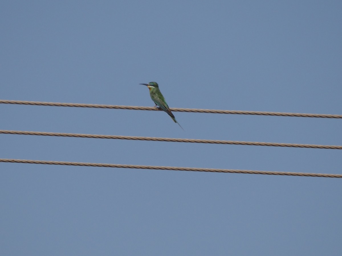 Зелёная щурка - ML647224693