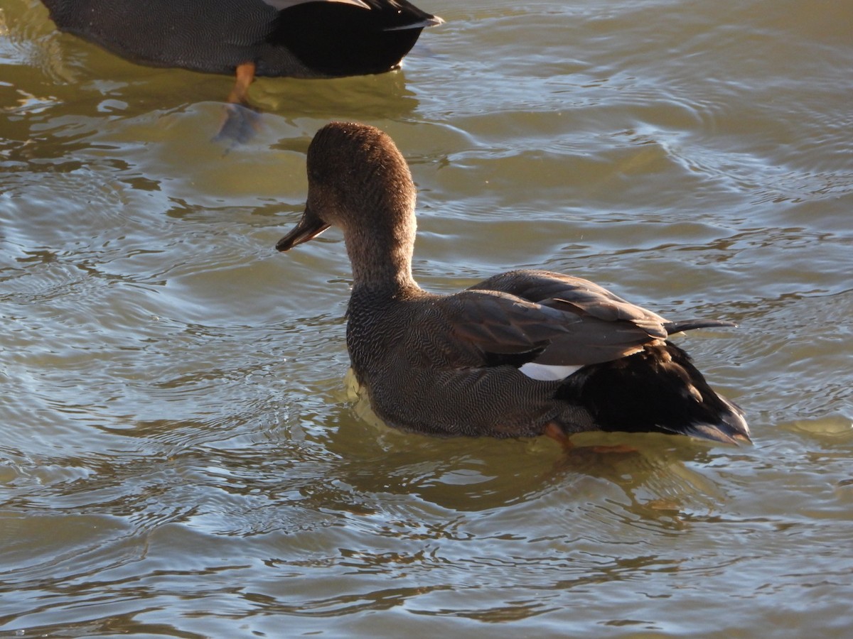 Gadwall - ML647224695