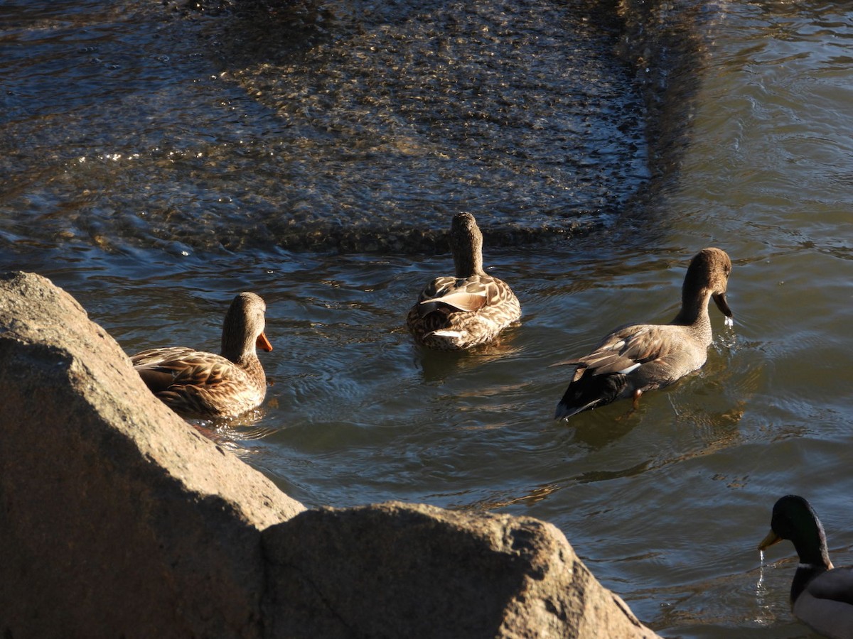 Gadwall - ML647224696