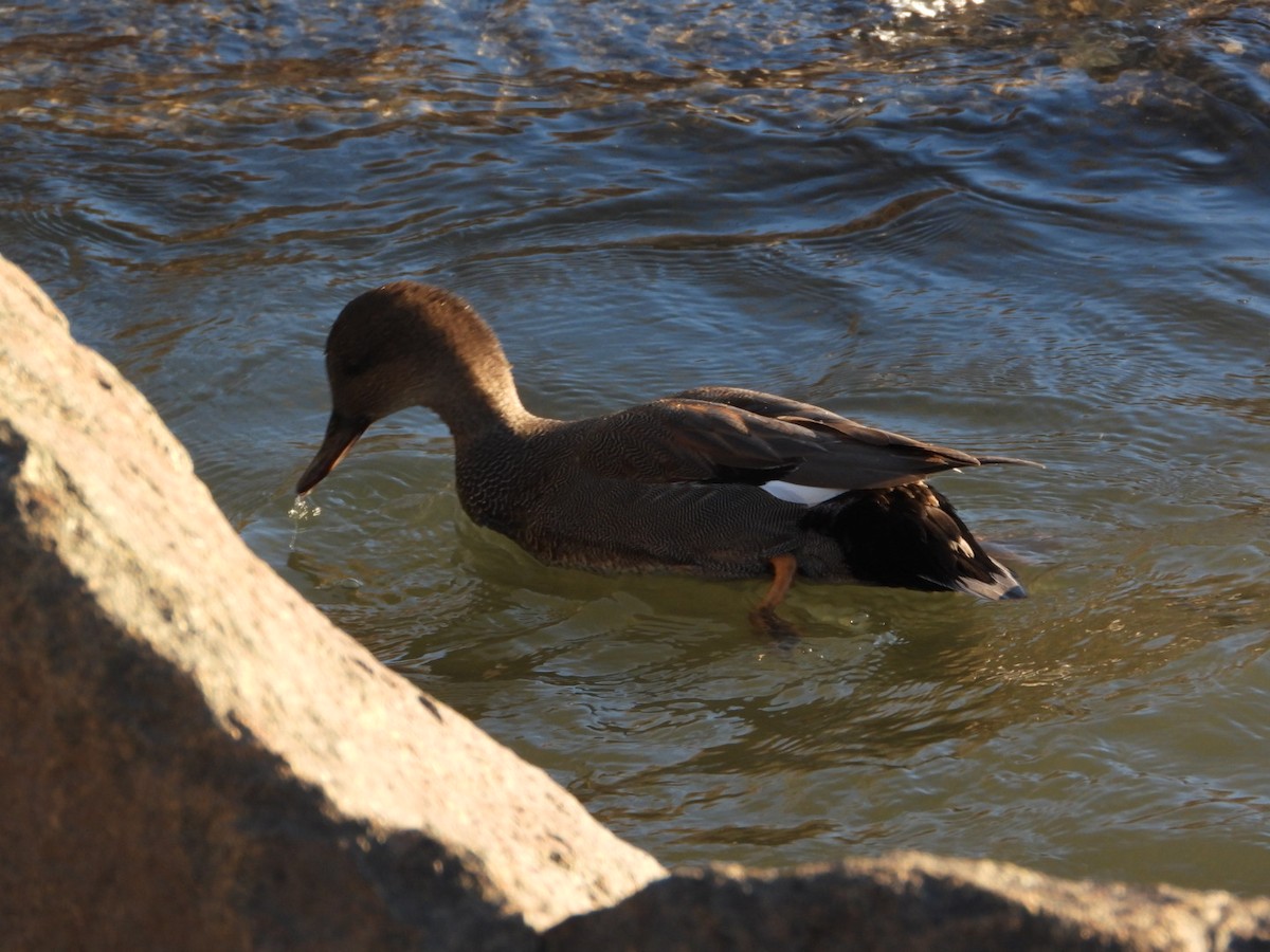 Gadwall - ML647224697
