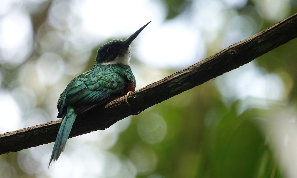 Rufous-tailed Jacamar (Black-chinned) - ML647224703