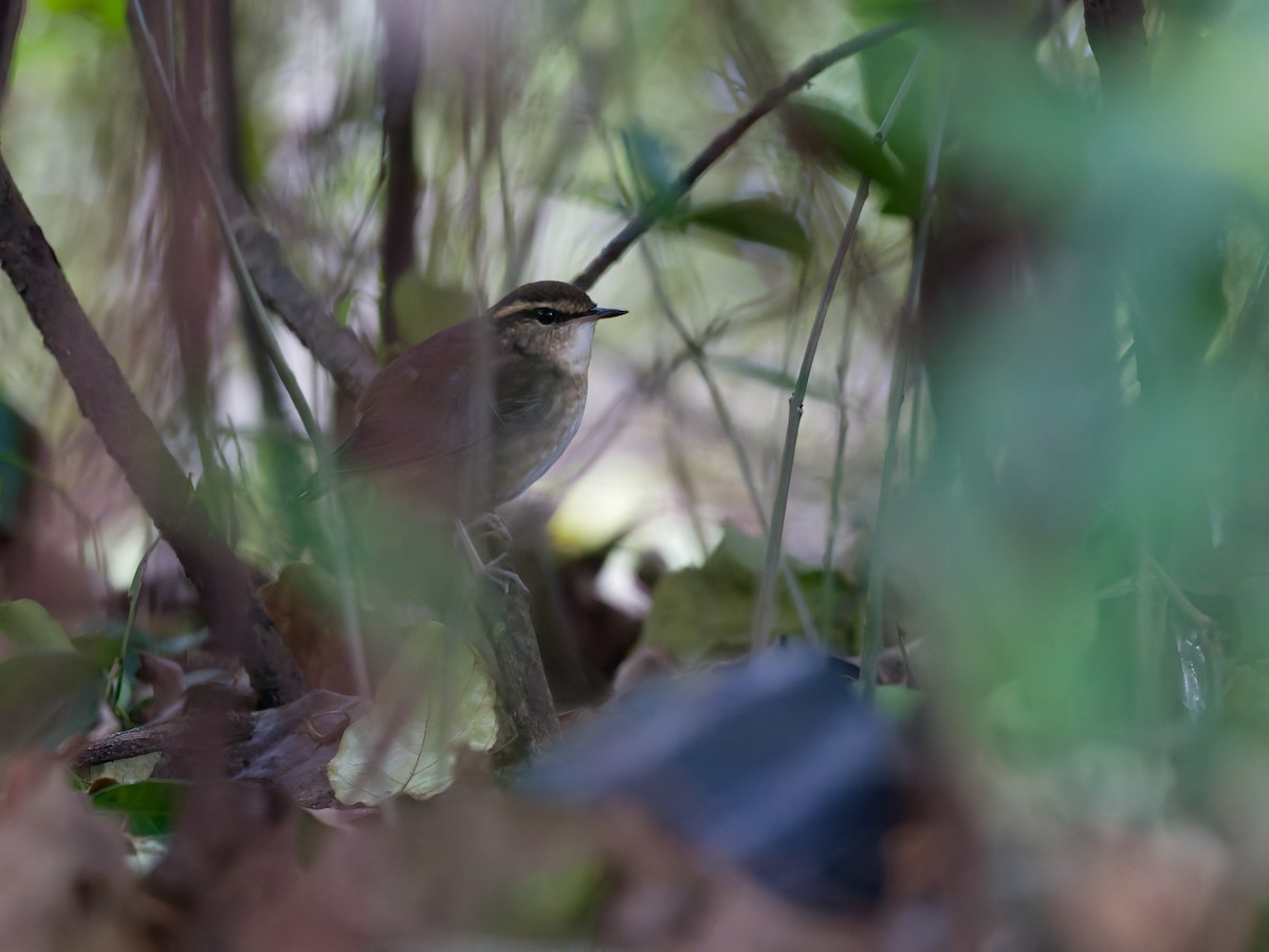 Asian Stubtail - ML647224714