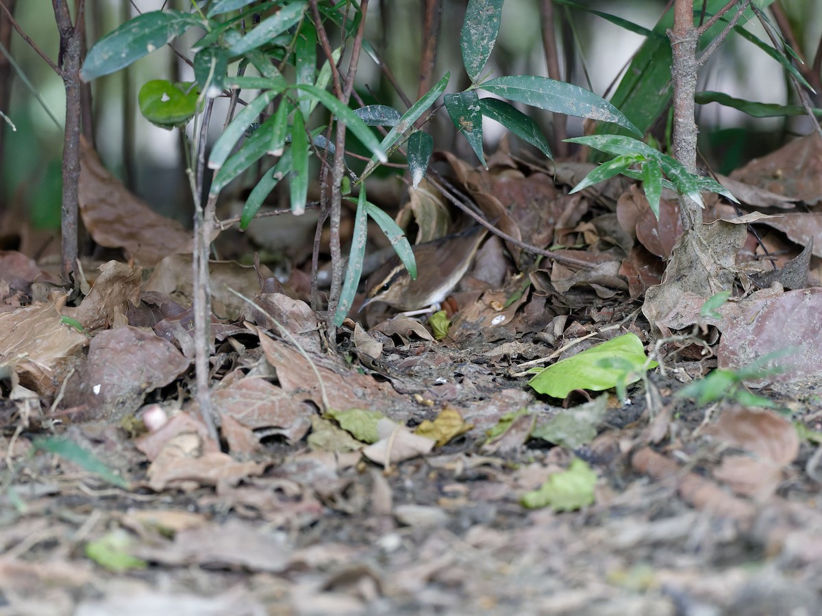 Asian Stubtail - ML647224715