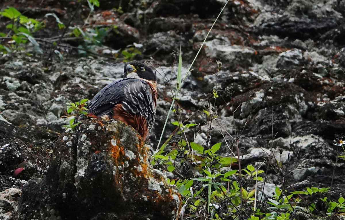 Orange-breasted Falcon - ML647224730