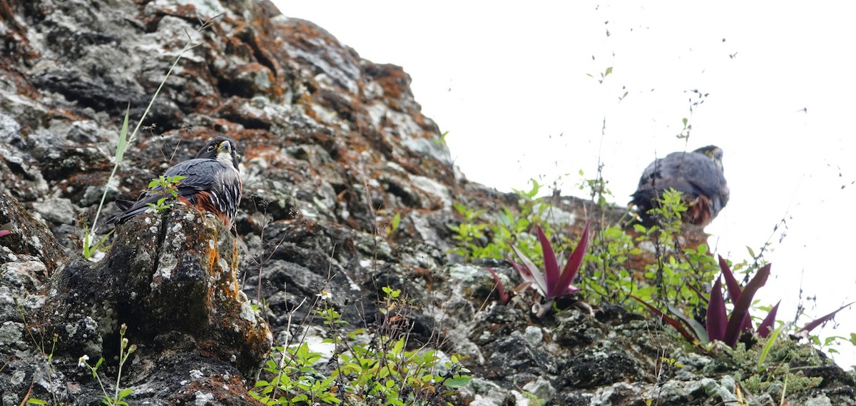 Orange-breasted Falcon - ML647224731