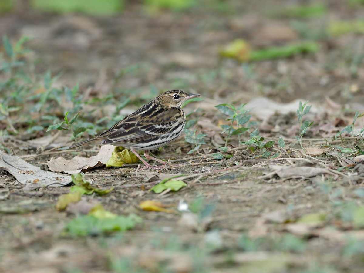 Pechora Pipit - ML647224733