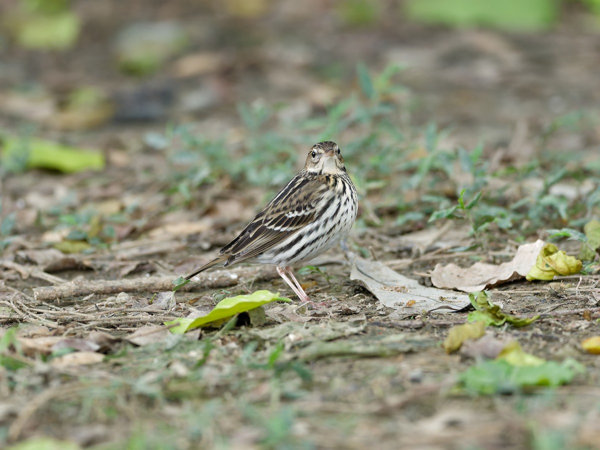 Pechora Pipit - ML647224734