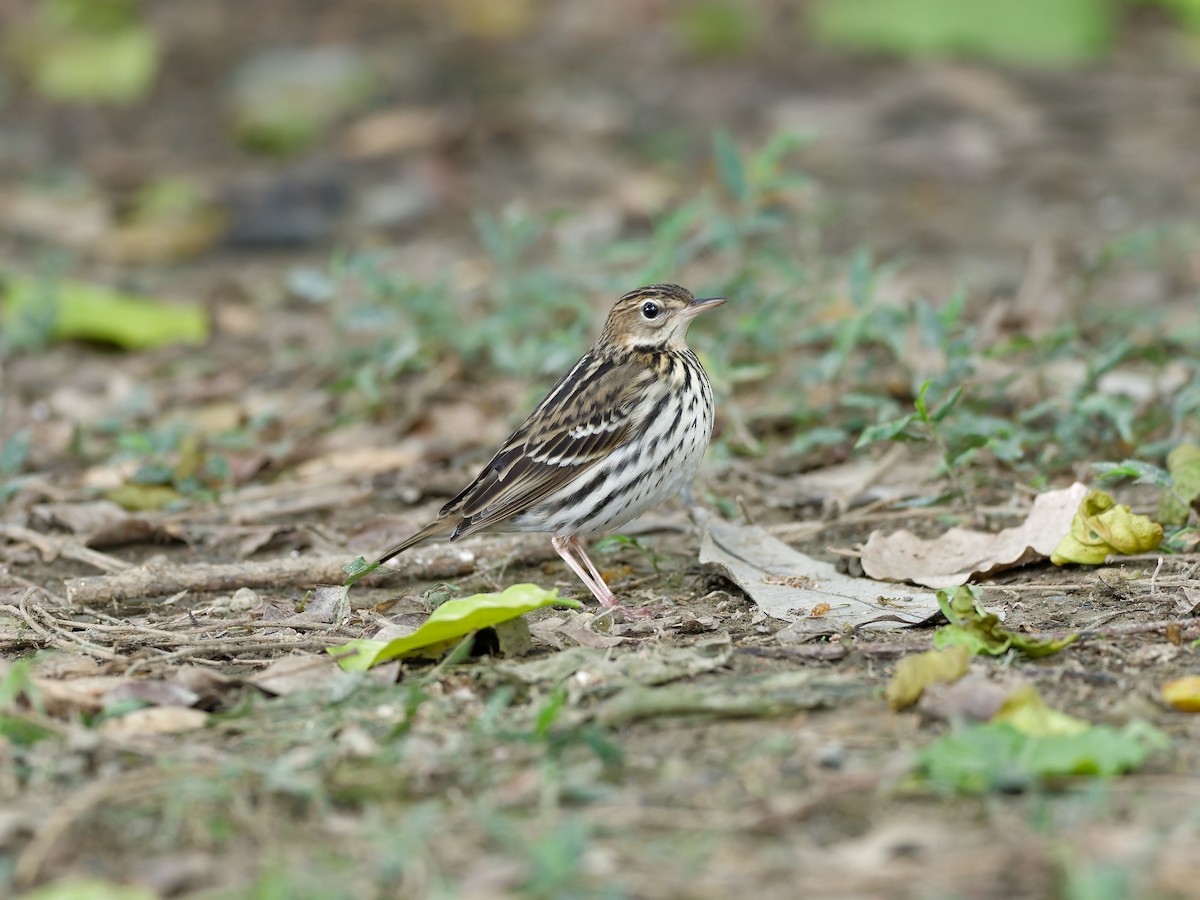 Pechora Pipit - ML647224735