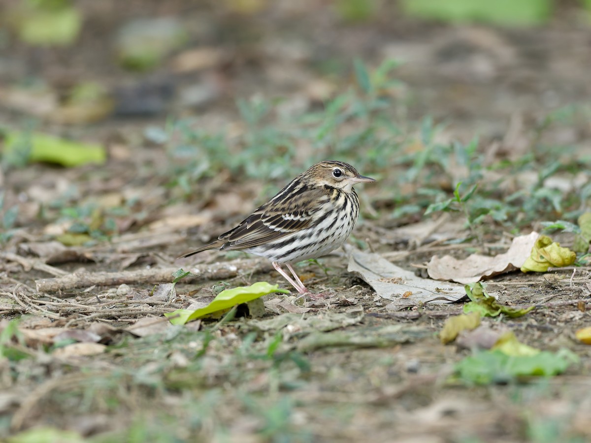 Pechora Pipit - ML647224736