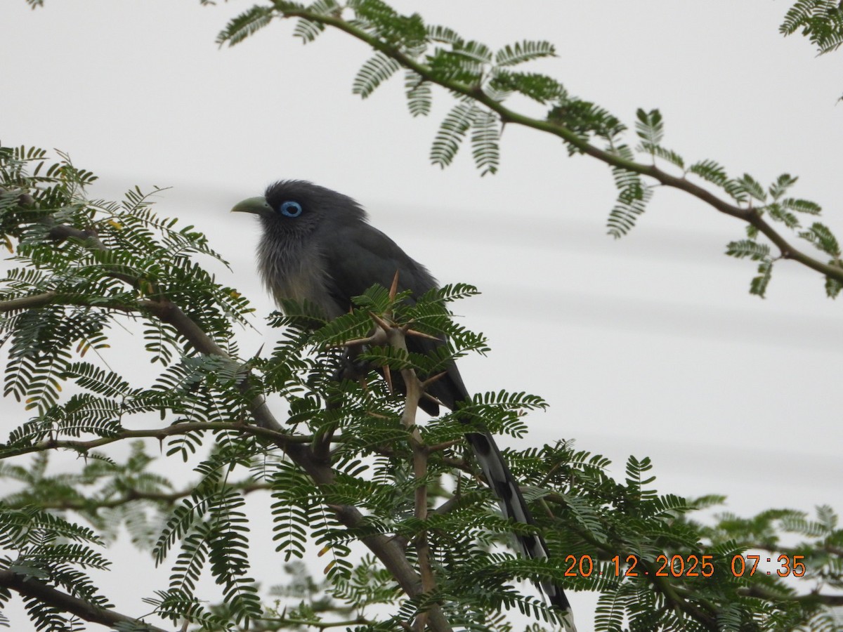 Синеглазая малкоа - ML647224739