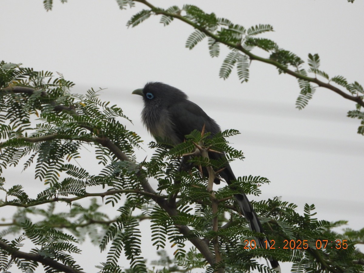 Синеглазая малкоа - ML647224740