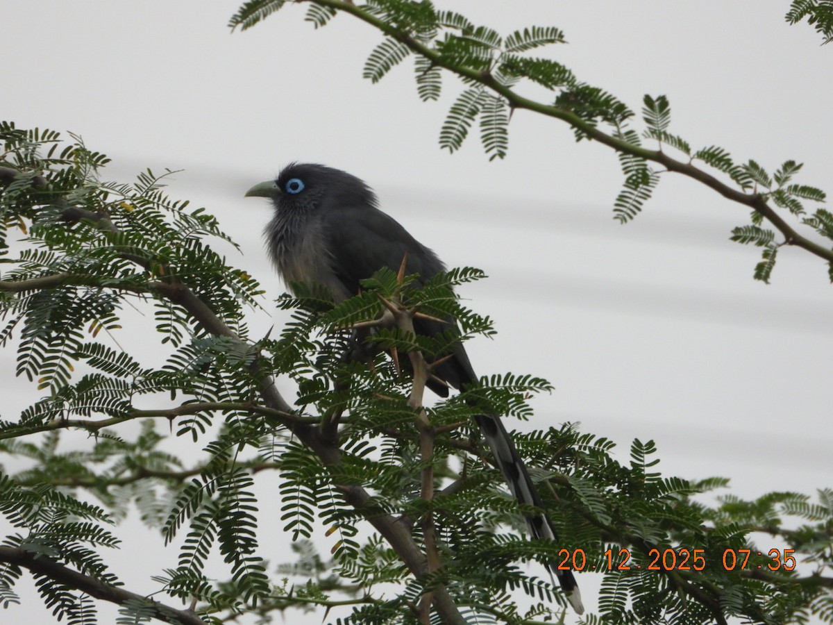 Синеглазая малкоа - ML647224741