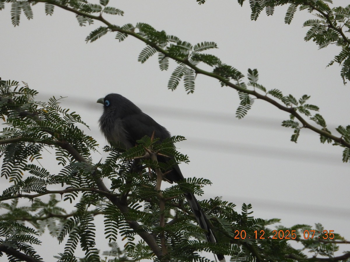 Синеглазая малкоа - ML647224742