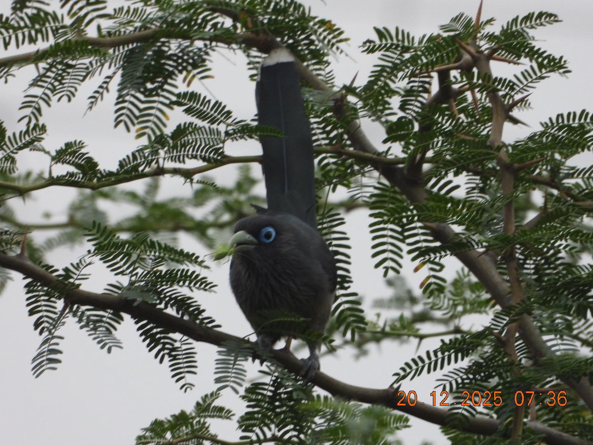 Синеглазая малкоа - ML647224743