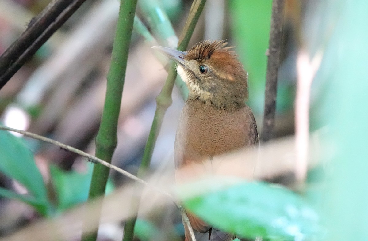 Grimpar à ailes rousses - ML647224747