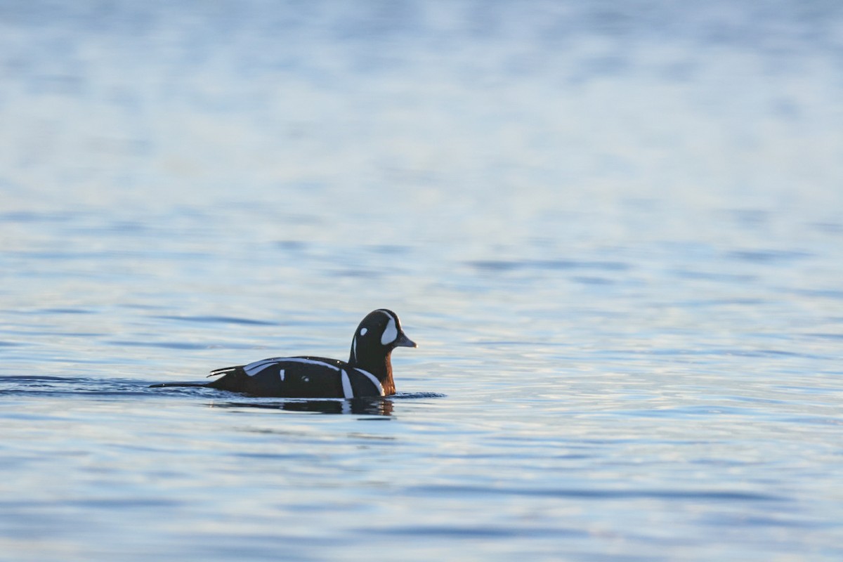 Ahate arlekina - ML647224755