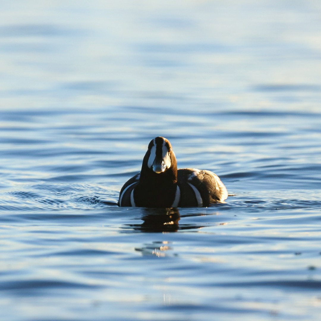 Ahate arlekina - ML647224756