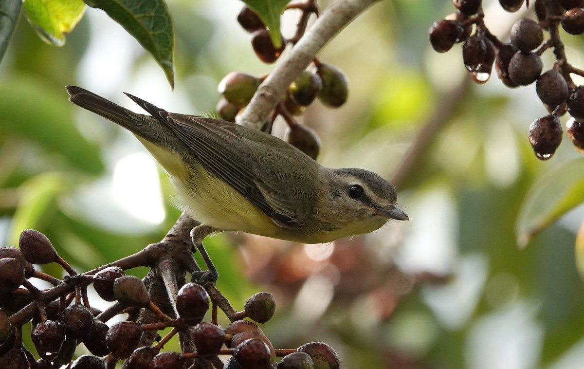 Bireo filadelfiarra - ML647224767