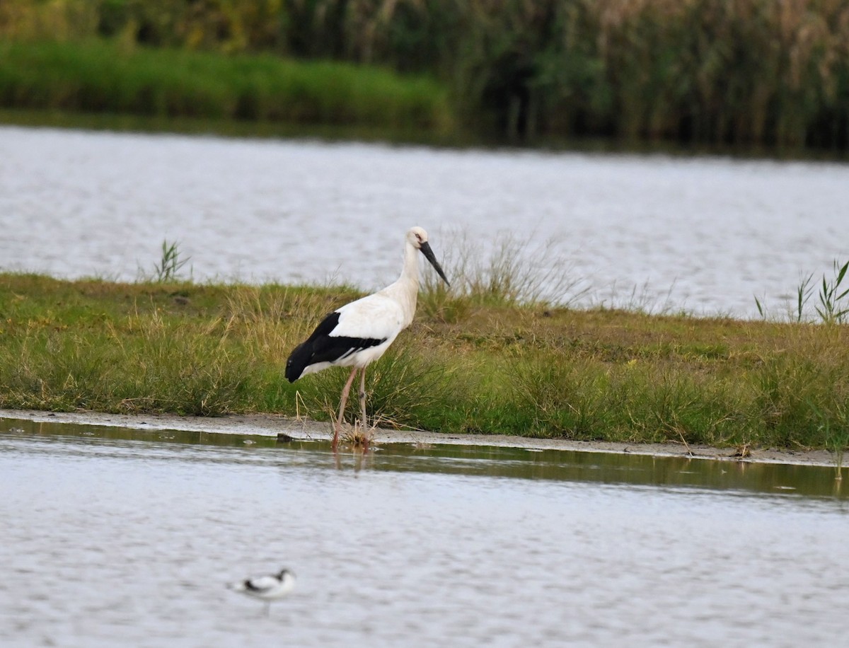 svartnebbstork - ML647224768