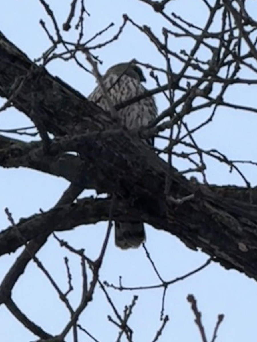 Cooper's Hawk - ML647224778