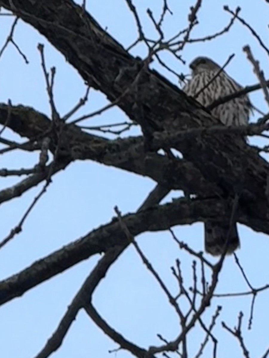 Cooper's Hawk - ML647224779
