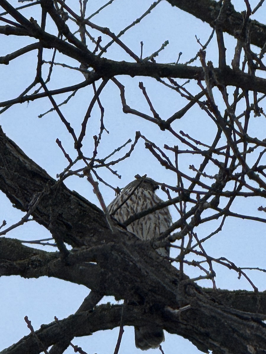 Cooper's Hawk - ML647224780