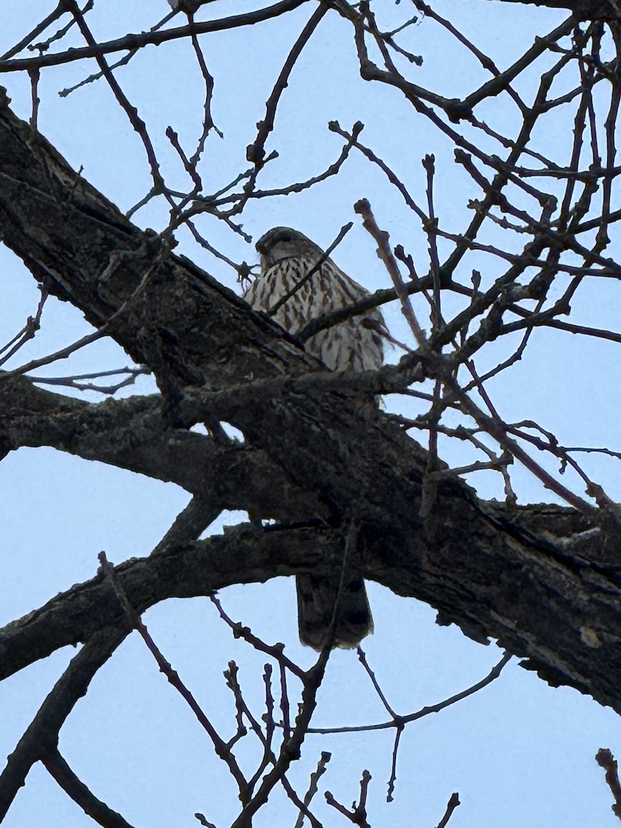 Cooper's Hawk - ML647224781