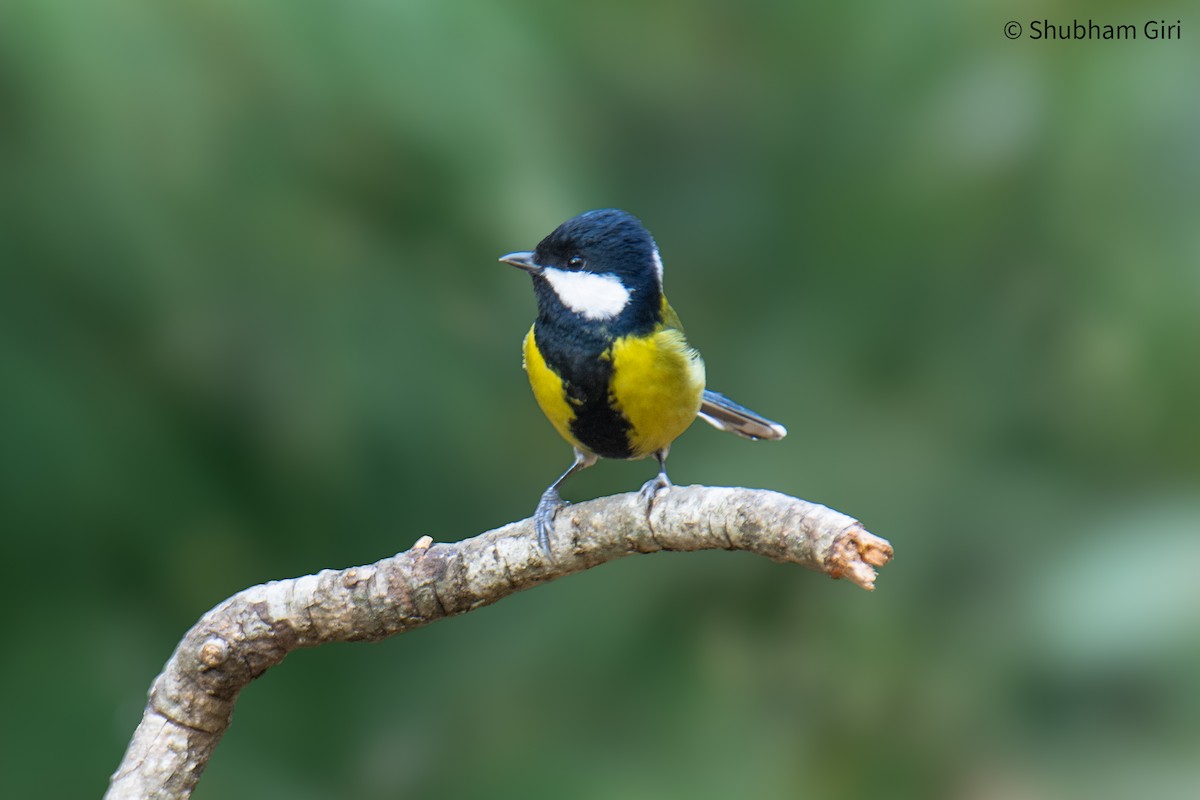 Green-backed Tit - ML647224787