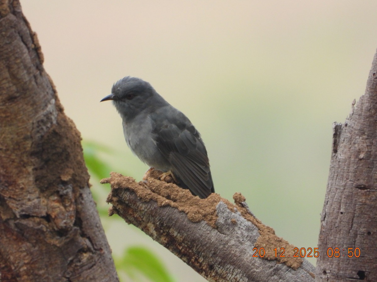 kukačka šedobřichá - ML647224788