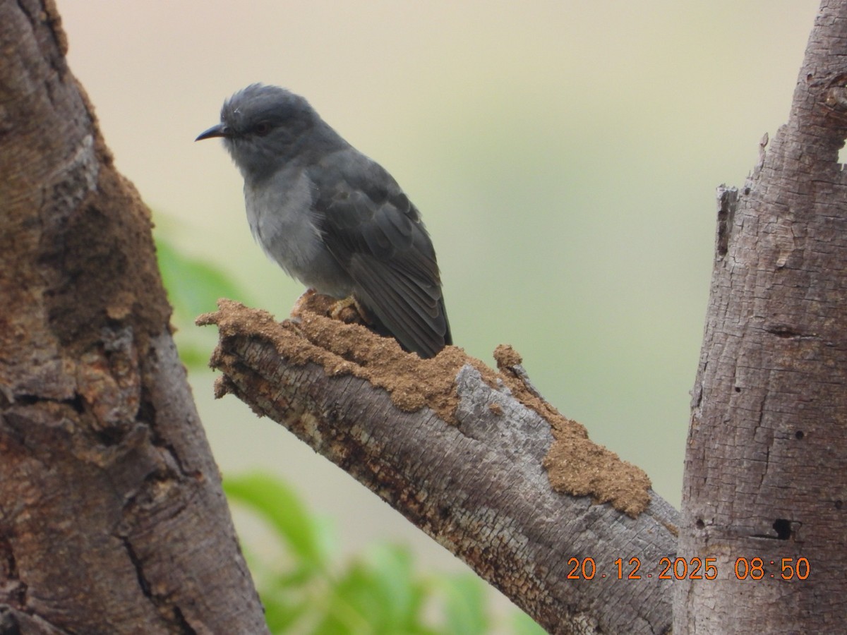 kukačka šedobřichá - ML647224789