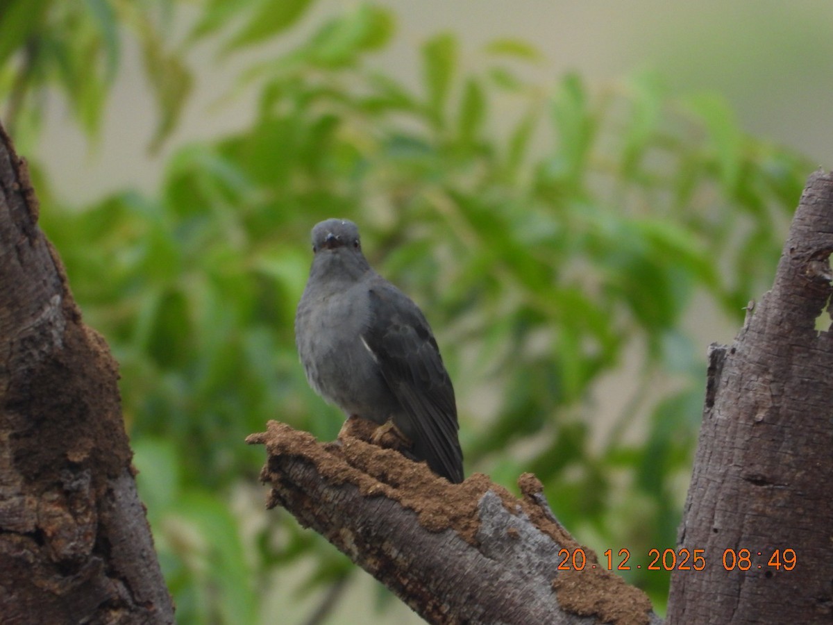 kukačka šedobřichá - ML647224790