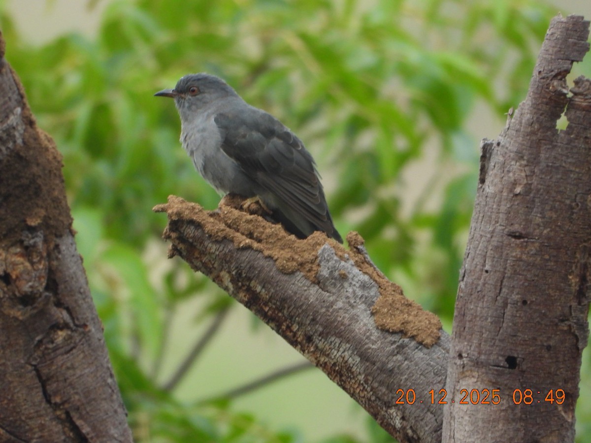 kukačka šedobřichá - ML647224792