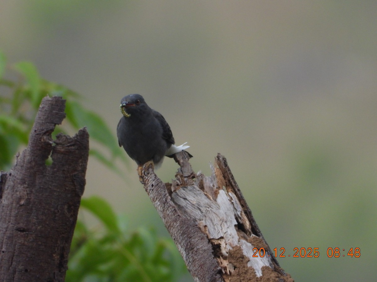 kukačka šedobřichá - ML647224793